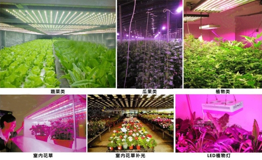 1640744547312973.jpg 植物生長燈應用.jpg